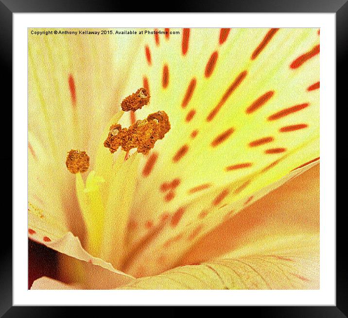  LILY MACRO Framed Mounted Print by Anthony Kellaway