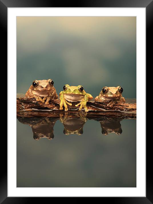  Three Peacock Tree Frogs Framed Mounted Print by Ceri Jones