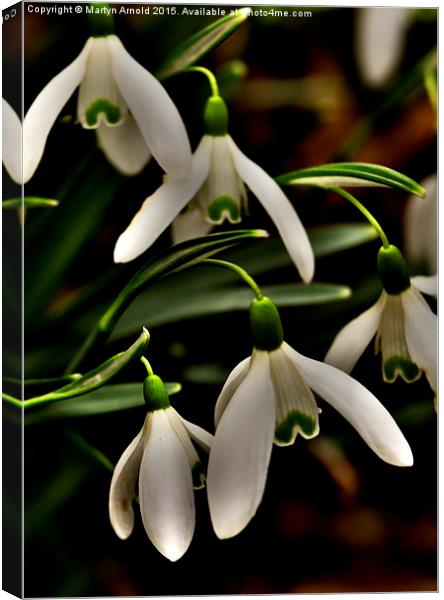 Snowdrops - Galanthus Canvas Print by Martyn Arnold