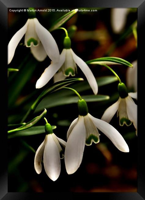 Snowdrops - Galanthus Framed Print by Martyn Arnold