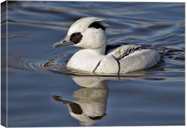  Smew Canvas Print by Val Saxby LRPS