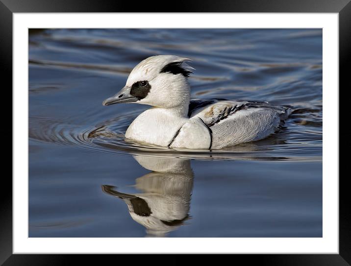  Smew Framed Mounted Print by Val Saxby LRPS
