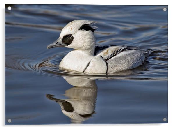  Smew Acrylic by Val Saxby LRPS