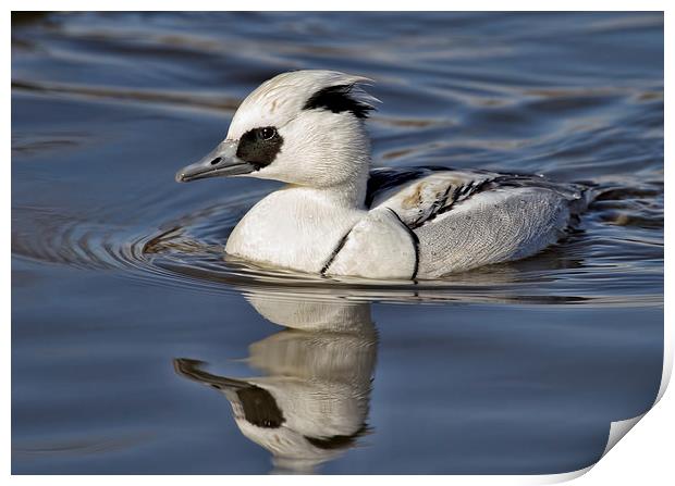  Smew Print by Val Saxby LRPS