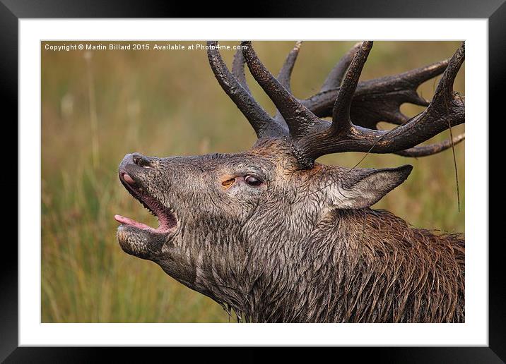  Red Stag up close Framed Mounted Print by Martin Billard