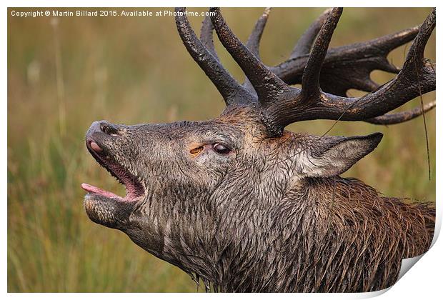  Red Stag up close Print by Martin Billard