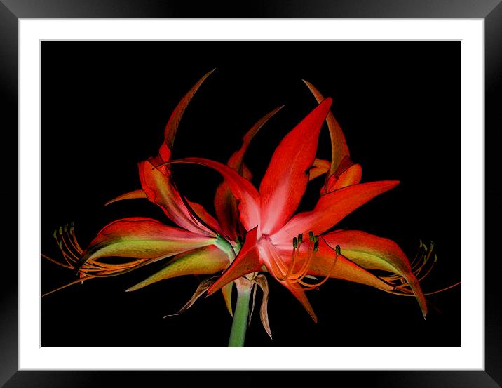  nocturnal hippeastrum Framed Mounted Print by Heather Newton