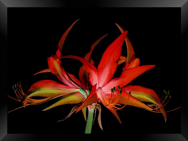  nocturnal hippeastrum Framed Print by Heather Newton
