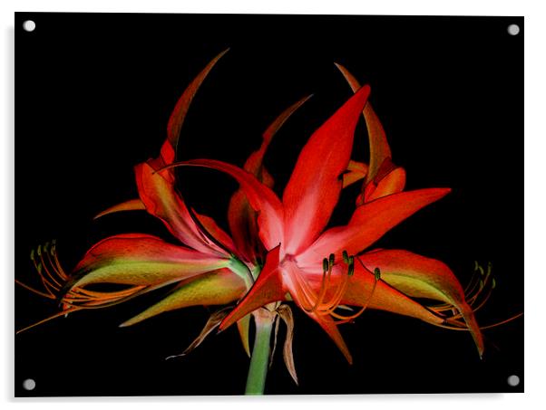  nocturnal hippeastrum Acrylic by Heather Newton