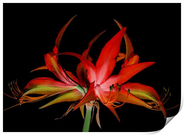  nocturnal hippeastrum Print by Heather Newton