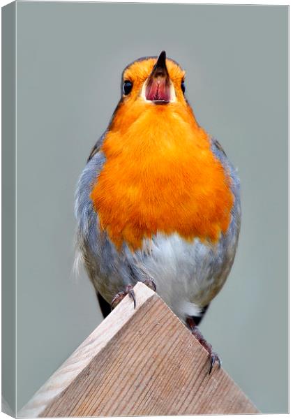   Robin in Song Canvas Print by Macrae Images