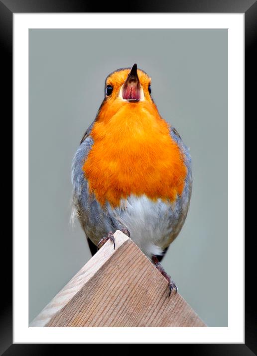   Robin in Song Framed Mounted Print by Macrae Images