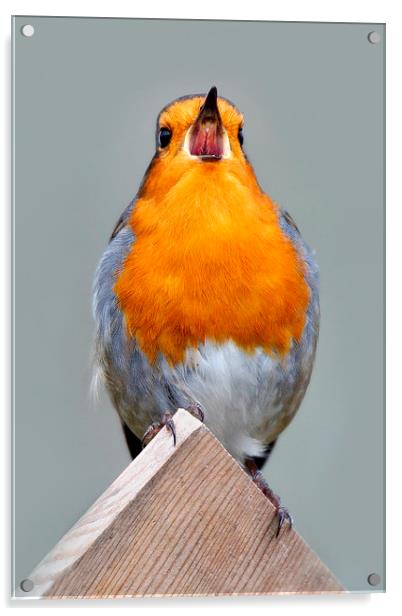   Robin in Song Acrylic by Macrae Images