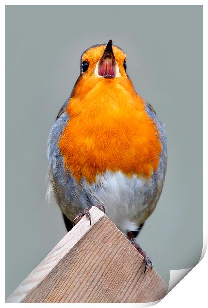   Robin in Song Print by Macrae Images
