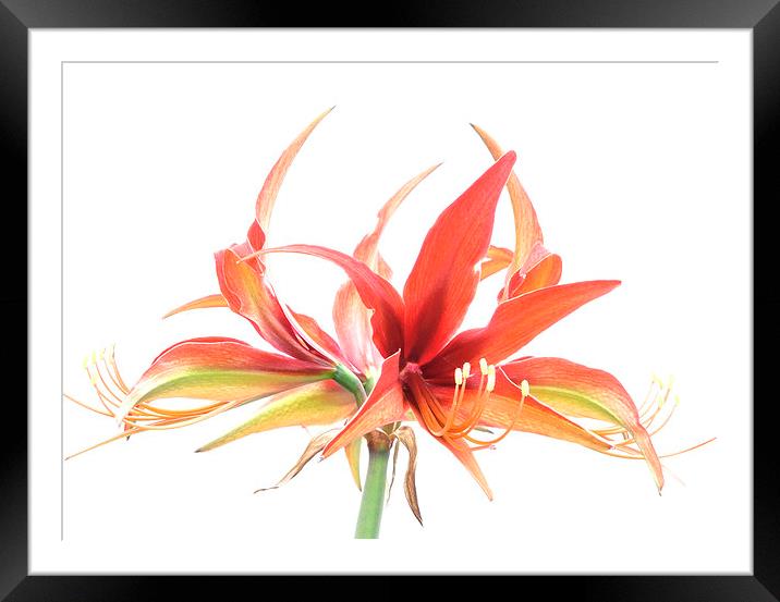  hippeastrum Framed Mounted Print by Heather Newton