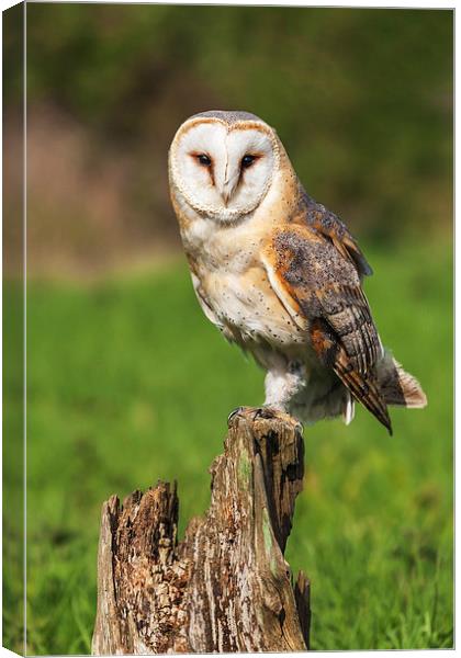  Barn Owl perched on a tree stump. Canvas Print by Ian Duffield