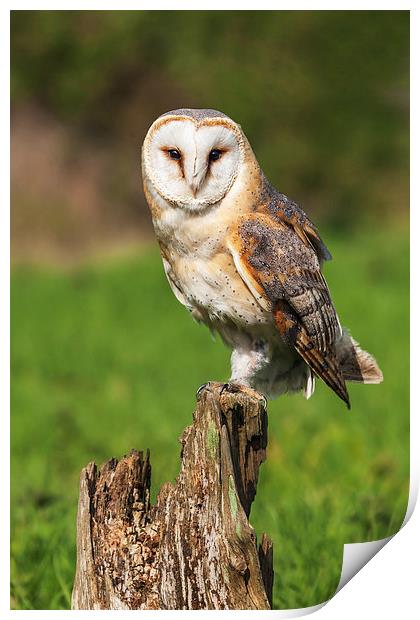  Barn Owl perched on a tree stump. Print by Ian Duffield