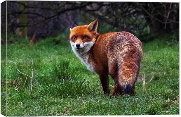  Wary fox looking back Canvas Print by Ian Duffield