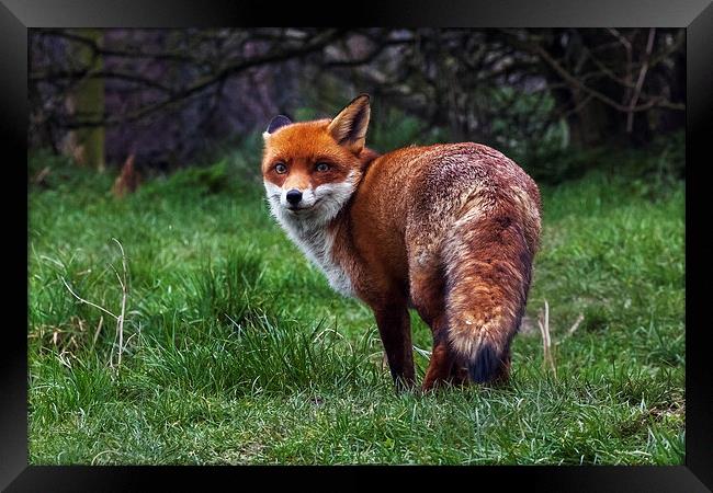  Wary fox looking back Framed Print by Ian Duffield