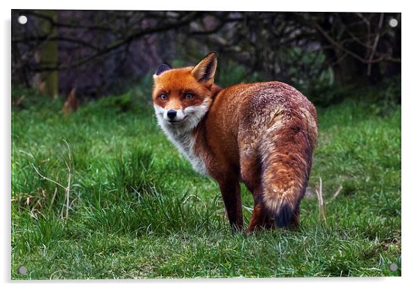  Wary fox looking back Acrylic by Ian Duffield