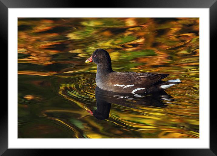  Moorhen swimming amongst amazing colours Framed Mounted Print by Ian Duffield