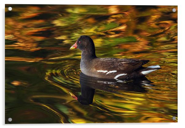  Moorhen swimming amongst amazing colours Acrylic by Ian Duffield