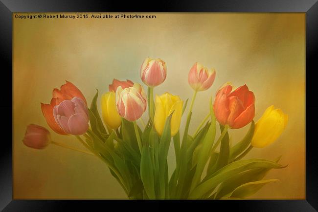  The Joy of Tulips Framed Print by Robert Murray