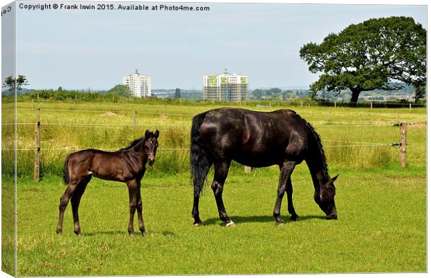  Mare and her newly-born foal Canvas Print by Frank Irwin