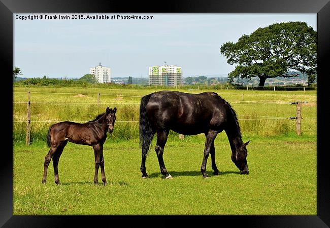  Mare and her newly-born foal Framed Print by Frank Irwin