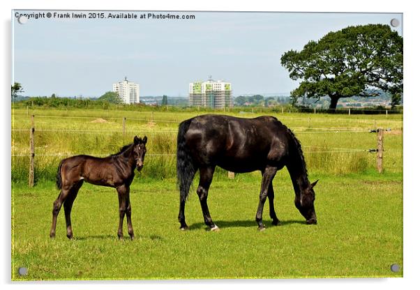  Mare and her newly-born foal Acrylic by Frank Irwin