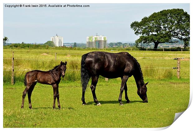  Mare and her newly-born foal Print by Frank Irwin