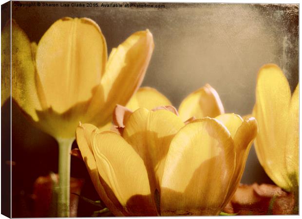  Rustic Tulips Canvas Print by Sharon Lisa Clarke