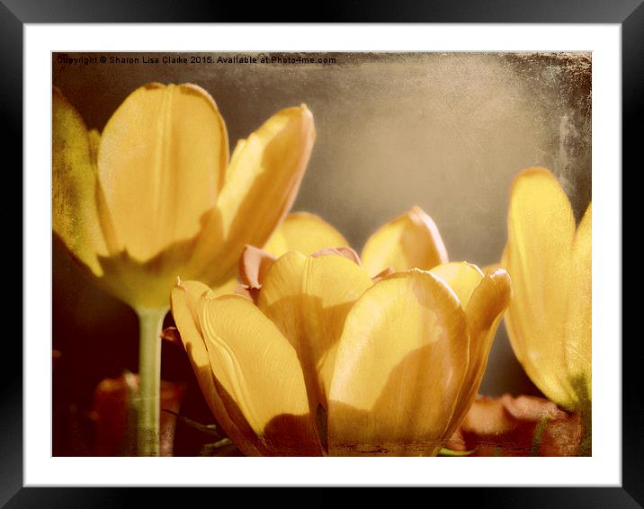  Rustic Tulips Framed Mounted Print by Sharon Lisa Clarke