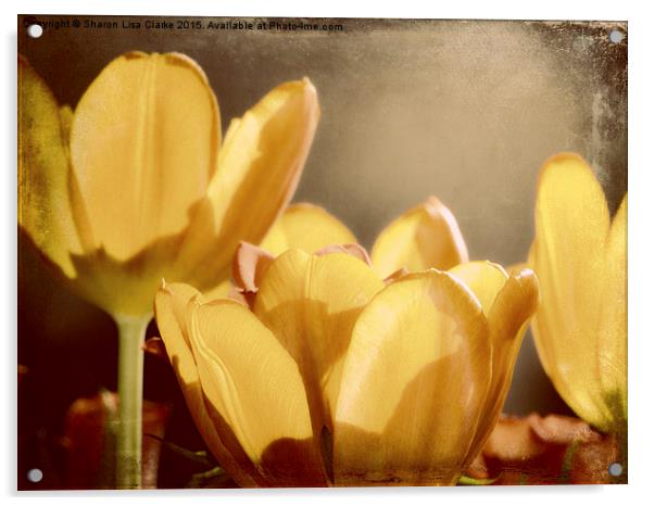  Rustic Tulips Acrylic by Sharon Lisa Clarke