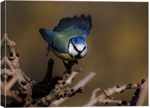  Blue tit about to fly off Canvas Print by Leighton Collins