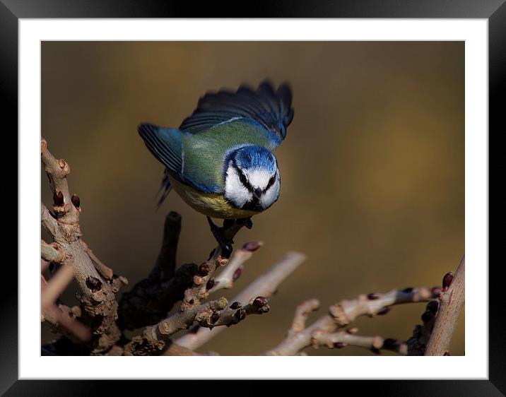  Blue tit about to fly off Framed Mounted Print by Leighton Collins