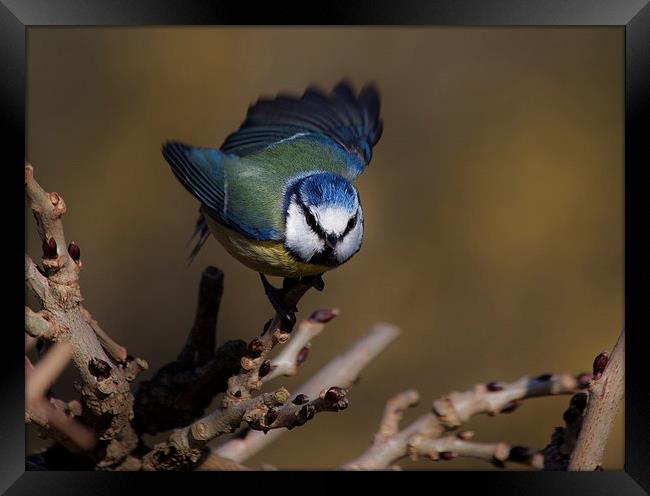  Blue tit about to fly off Framed Print by Leighton Collins