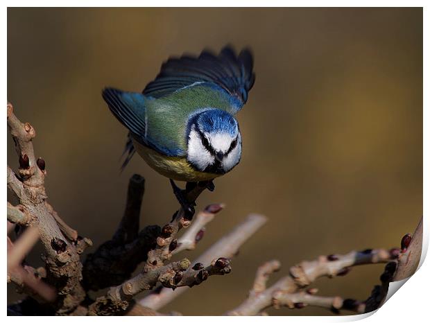  Blue tit about to fly off Print by Leighton Collins