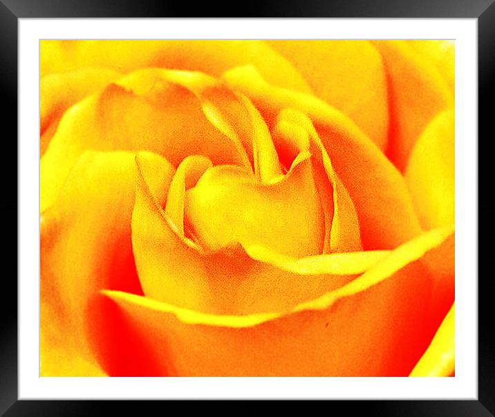 Close Up Rose  Framed Mounted Print by james balzano, jr.