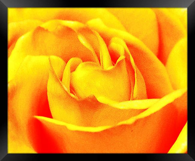 Close Up Rose  Framed Print by james balzano, jr.