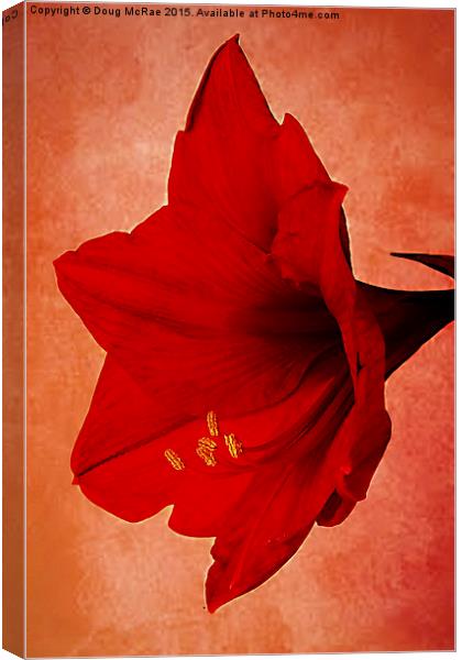  Red  Amaryllis   Canvas Print by Doug McRae