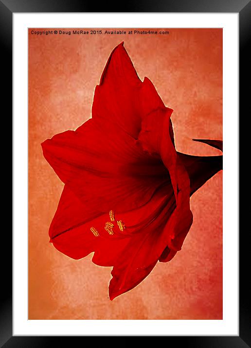  Red  Amaryllis   Framed Mounted Print by Doug McRae