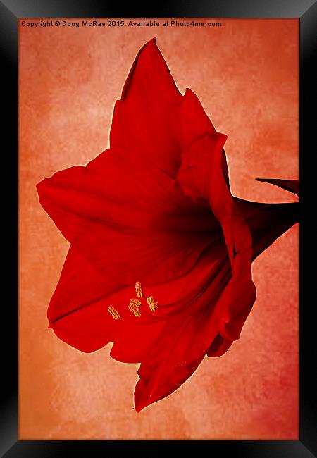  Red  Amaryllis   Framed Print by Doug McRae