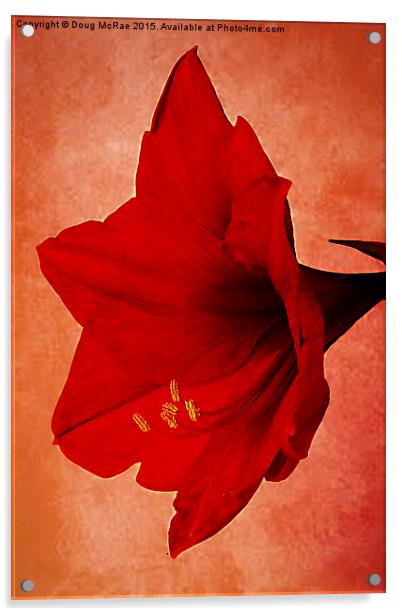  Red  Amaryllis   Acrylic by Doug McRae
