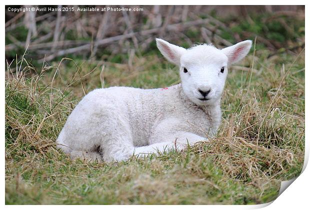  Lamb at rest Print by Avril Harris