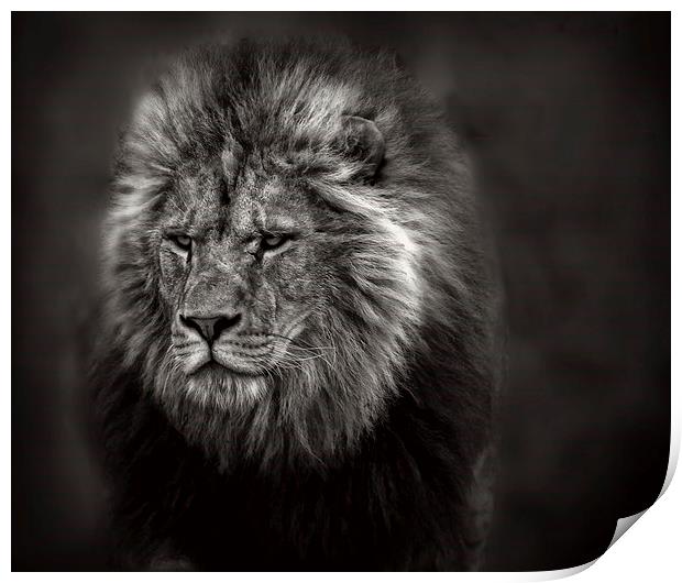  The Old Lion Print by Ceri Jones