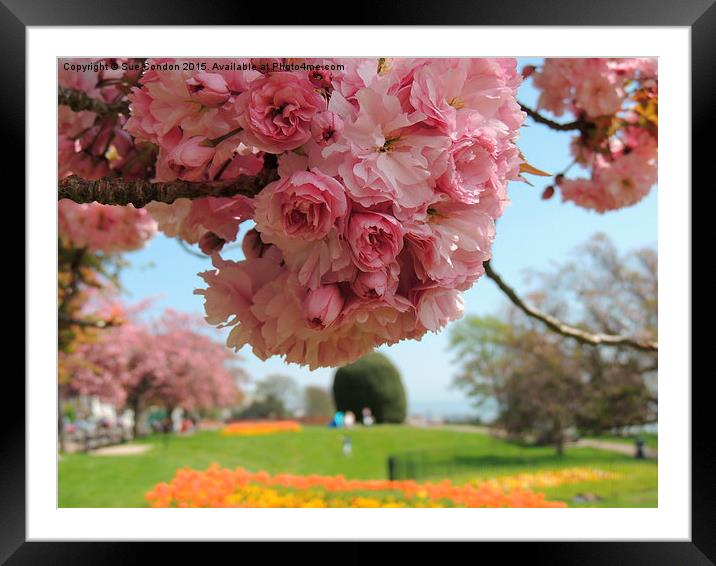  Southend Spring Framed Mounted Print by Sue Condon