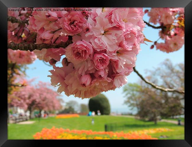  Southend Spring Framed Print by Sue Condon