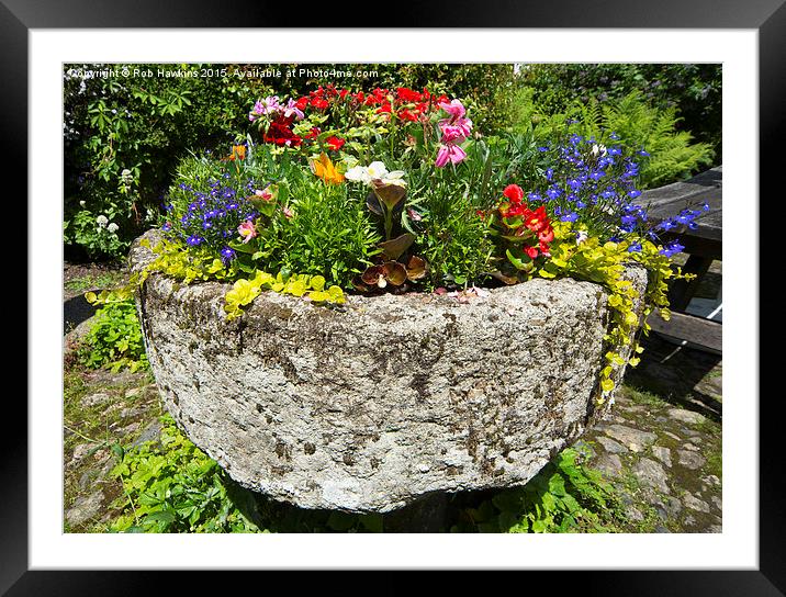  Spring flowers in the trough  Framed Mounted Print by Rob Hawkins