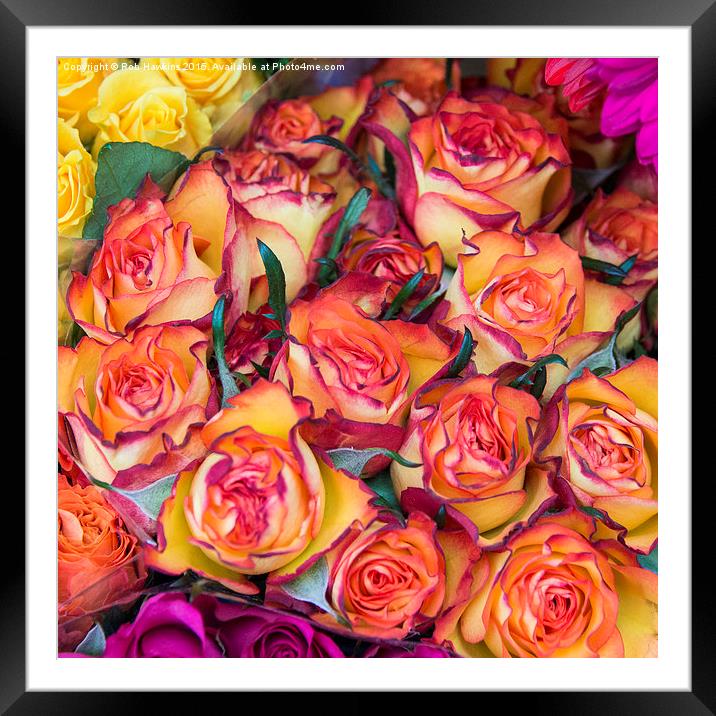  Roses Framed Mounted Print by Rob Hawkins
